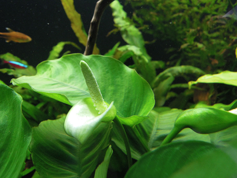 Anubias Golden (Anubias barteri) — via Wikimedia Commons