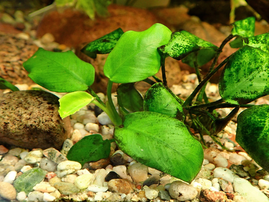 Anubias Barteri Nana Tissue Culture — Photo: Krzysztof Ziarnek, Kenraiz, CC BY-SA 4.0, via Wikimedia Commons