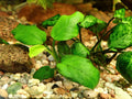 Anubias Barteri Nana Tissue Culture — Photo: Krzysztof Ziarnek, Kenraiz, CC BY-SA 4.0, via Wikimedia Commons