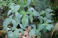 Anubias Gigantea — Photo: Ji-Elle, CC BY-SA 4.0, via Wikimedia Commons
