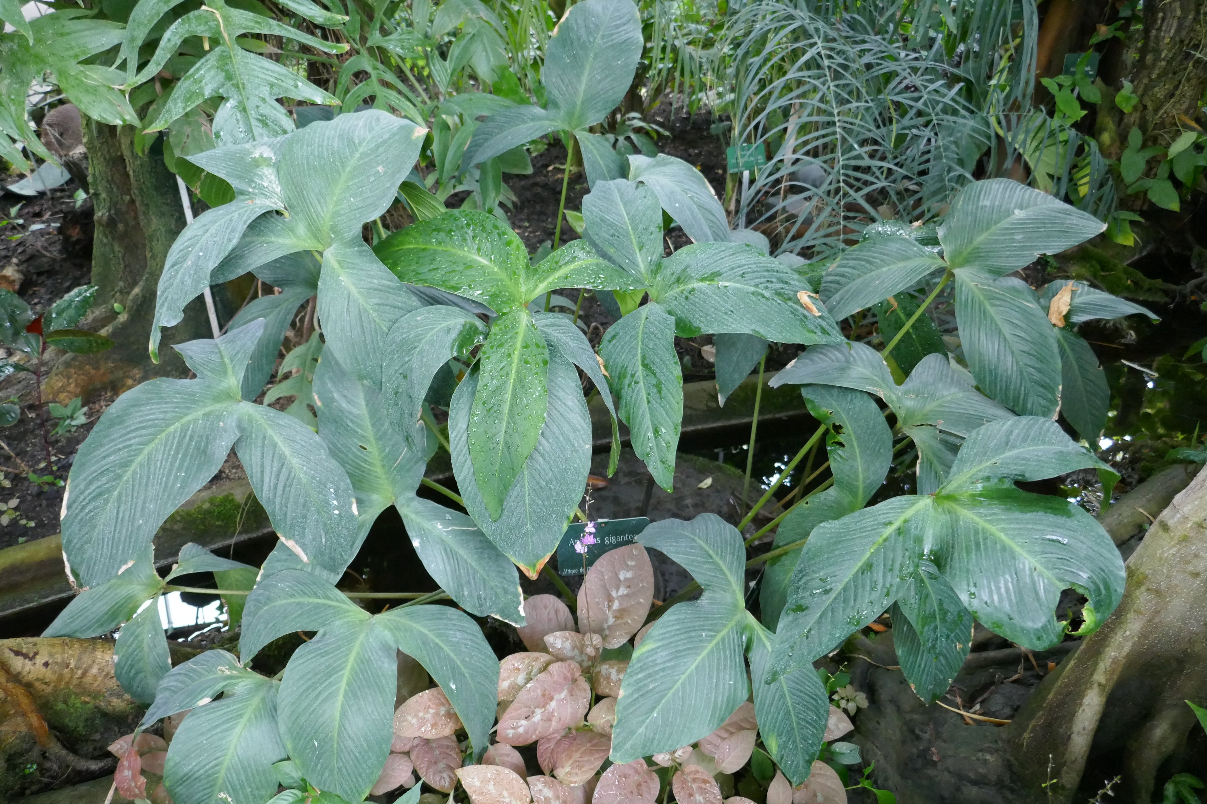 Anubias Gigantea — Photo: Ji-Elle, CC BY-SA 4.0, via Wikimedia Commons