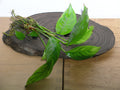 Anubias Heterophylla (Anubias heterophylla) — via Wikimedia Commons