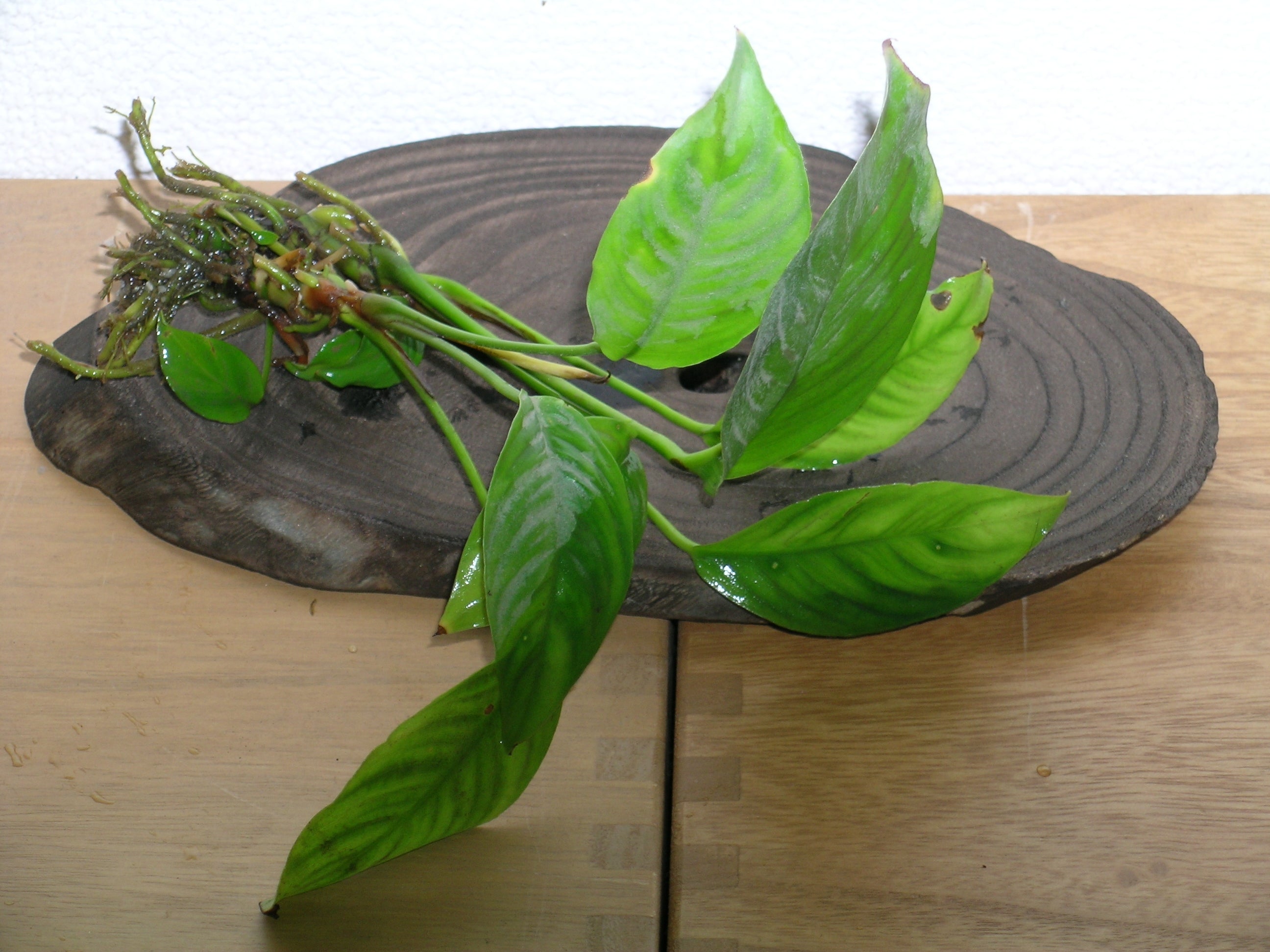 Anubias Heterophylla (Anubias heterophylla) — via Wikimedia Commons
