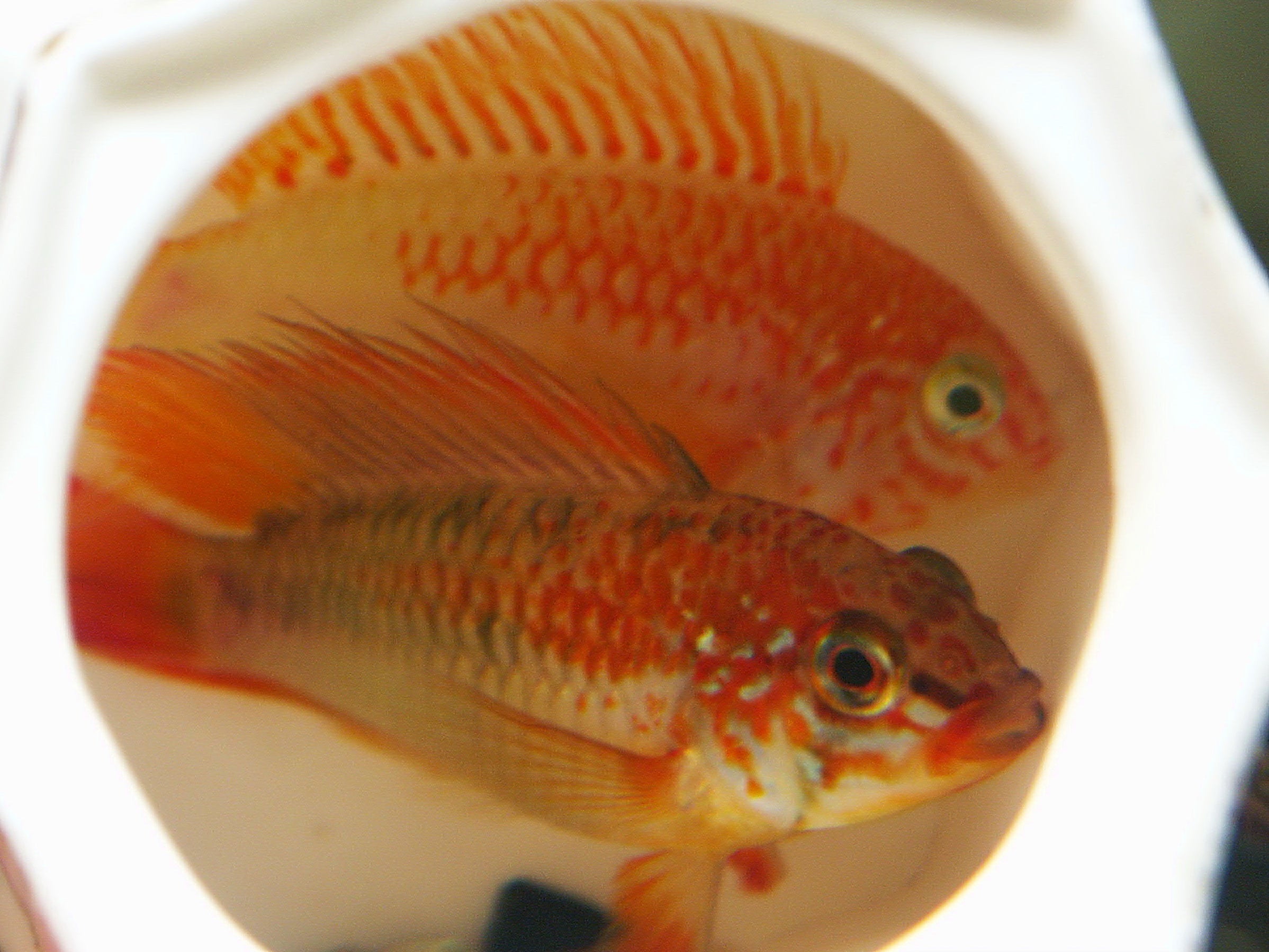 Apistogramma Viejita (Apistogramma viejita) — Photo: lienyuan lee, CC BY 3.0, via Wikimedia Commons