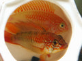 Apistogramma Viejita