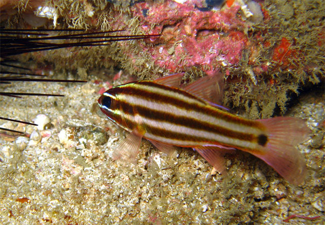 Broadstripe Cardinalfish