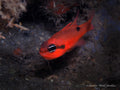 Atlantic Flame Cardinalfish (Apogon maculatus) — Photo: Pauline Walsh Jacobson, CC BY 4.0, via Wikimedia Commons