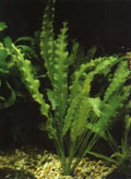 Aponogeton Crispus (Aponogeton crispus) — via Wikimedia Commons