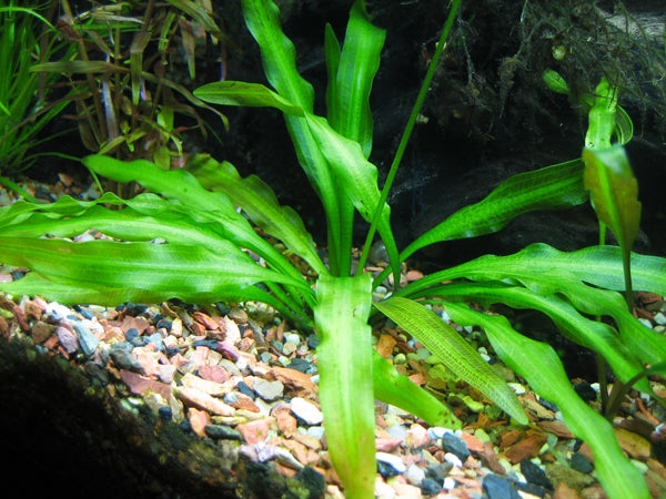Aponogeton Ulvaceus (Aponogeton) — via Wikimedia Commons