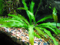 Aponogeton Henkelianus (Aponogeton) — via Wikimedia Commons