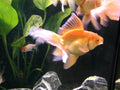 Red & White Fantail Goldfish (Carassius auratus) — Photo: Paolo Neo, Public Domain, via Wikimedia Commons