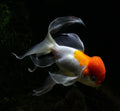 Red & White Ranchu Lionhead Goldfish (Carassius auratus) — Photo: Vassil, CC0, via Wikimedia Commons