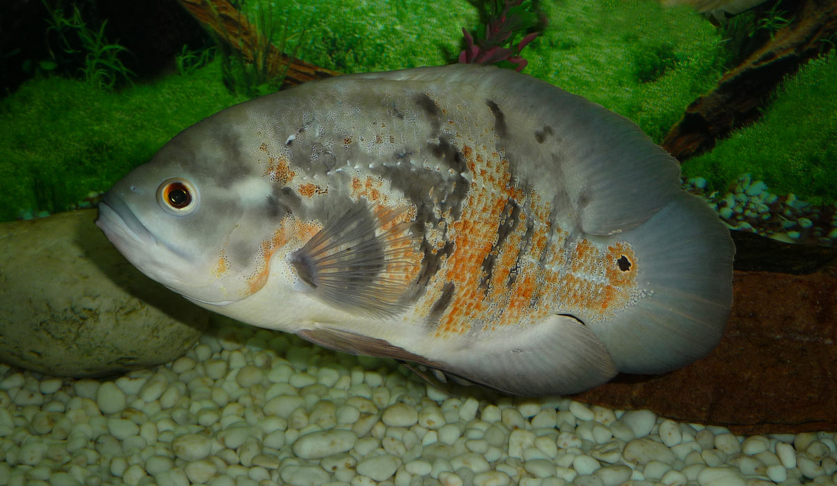Long-Fin Red Tiger Oscar (Astronotus ocellatus)