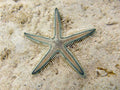 White Sand Sifting Star (Astropecten polyacanthus) — Photo: Chaloklum Diving, CC BY 3.0, via Wikimedia Commons