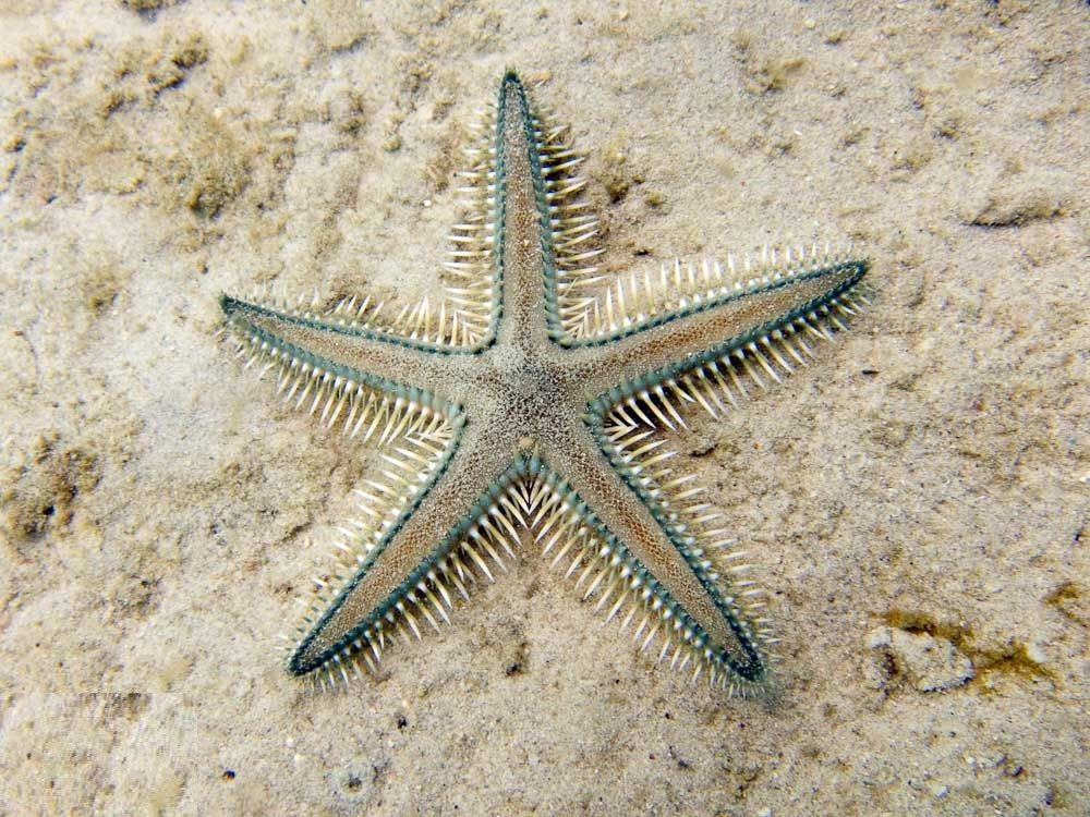 White Sand Sifting Star (Astropecten polyacanthus) — Photo: Chaloklum Diving, CC BY 3.0, via Wikimedia Commons