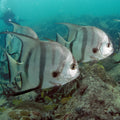 Spadefish (Chaetodipterus faber) — photo via Wikimedia Commons, CC BY-SA 2.0
