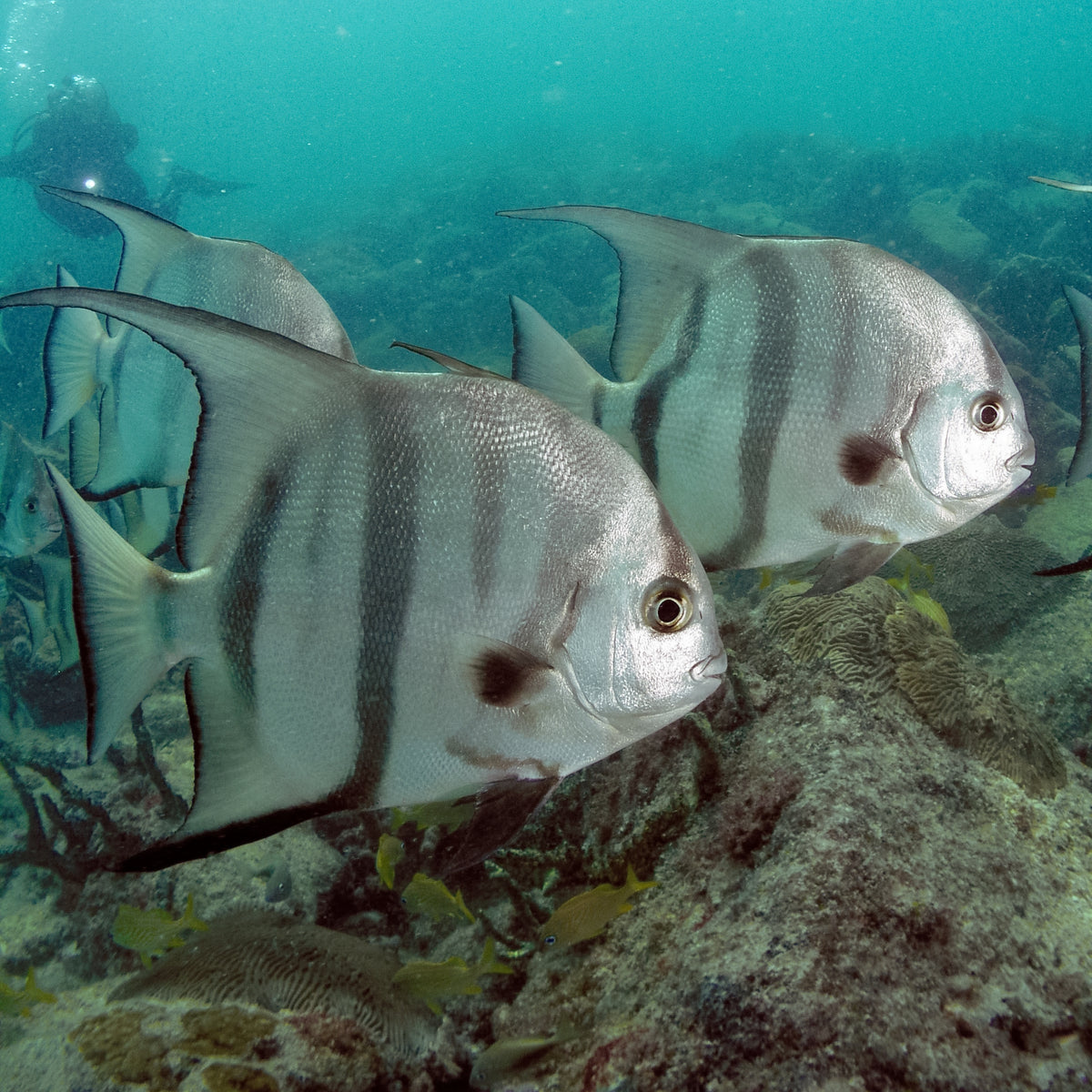 Spadefish (Chaetodipterus faber)