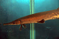 S.A. Mosaic Gar (Atractosteus tropicus) — Photo: David J. Stang, CC BY-SA 4.0, via Wikimedia Commons