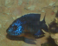 Red Peacock Cichlid, male (Aulonocara hansbaenschi) — Photo: Radomil, CC BY-SA 3.0, via Wikimedia Commons