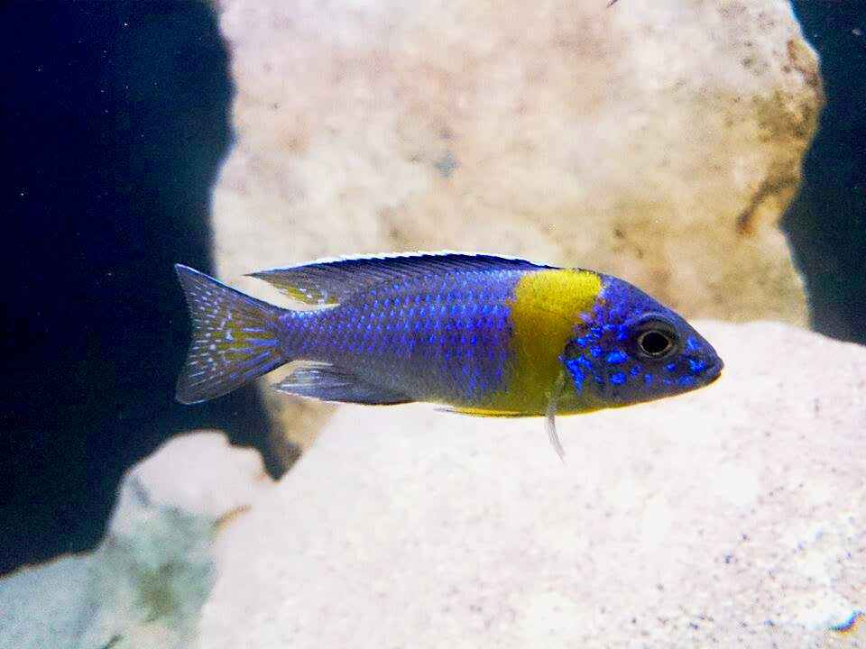 Blueberry Peacock Cichlid (Aulonocara stuartgranti) — Photo: Xav84800, CC BY-SA 4.0, via Wikimedia Commons