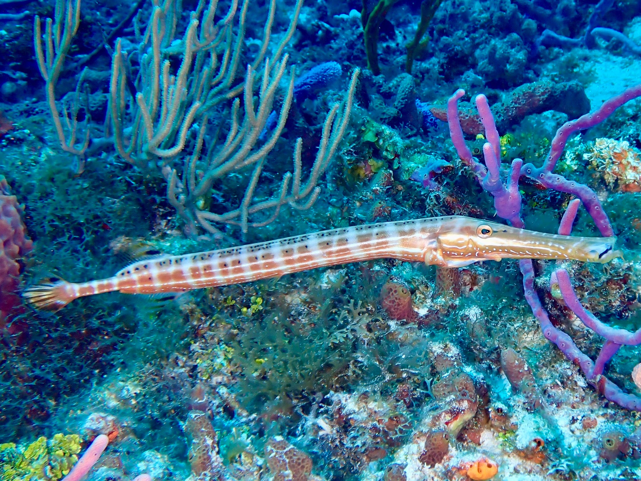 Caribbean Trumpetfish (Aulostomus maculatus) — Photo: Chris Spain, CC0, via Wikimedia Commons