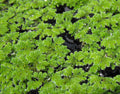 Azolla (Azolla filiculoides) — via Wikimedia Commons