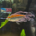 Longfin Rosy Barb male with flowing dark fins in planted tank