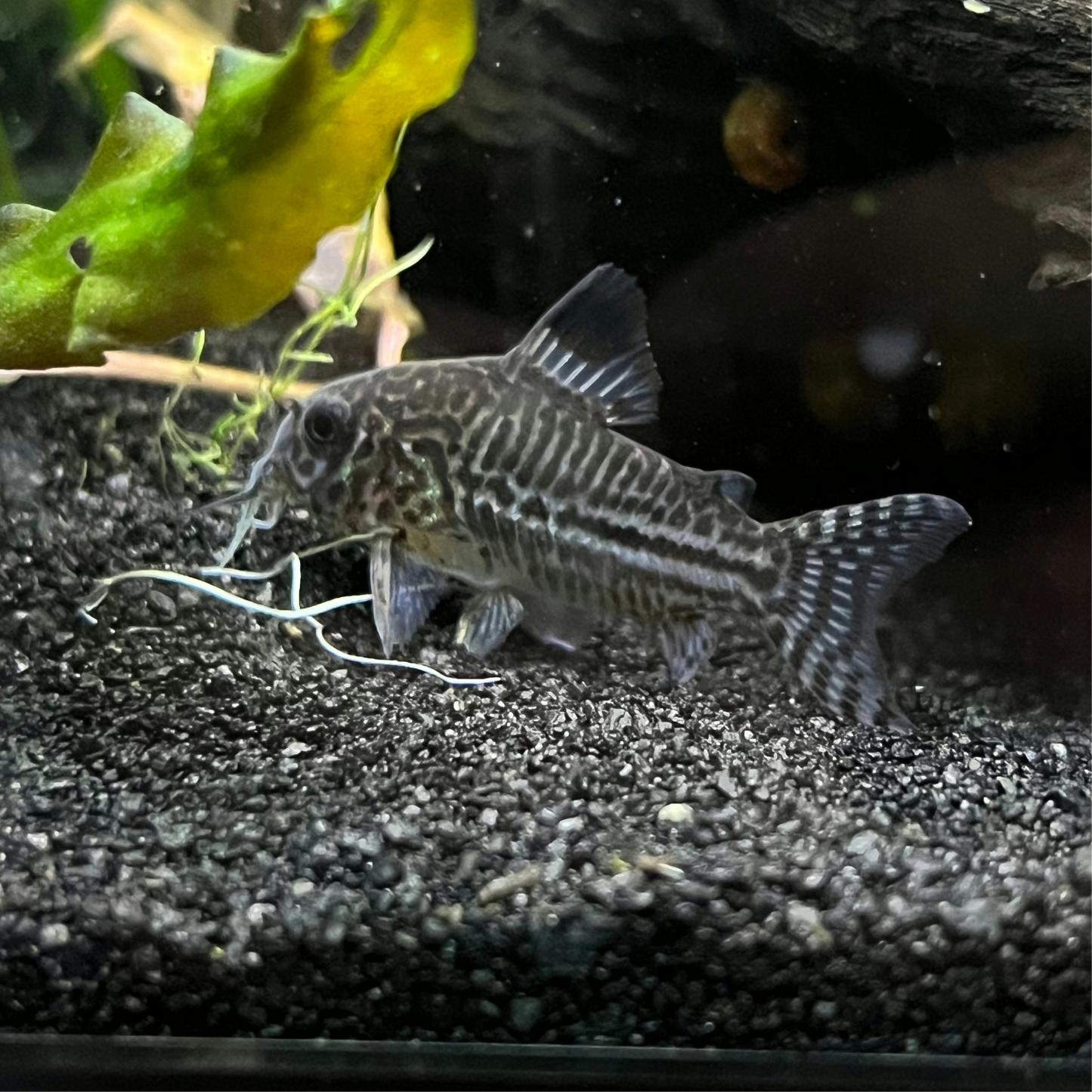 Julii Corydoras Cory Catfish