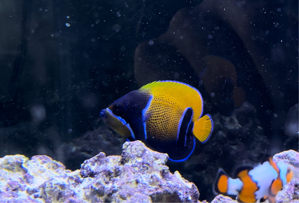 Majestic Angelfish - YoCamron’s Aquatics