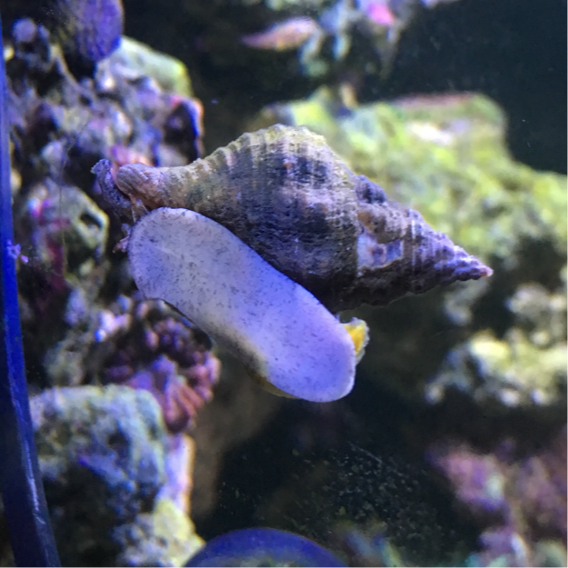 Nassarius Snail