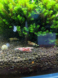 Chaos Bolt Shrimp (Caridina sp.)