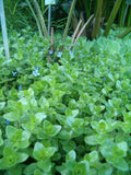 Bacopa Caroliniana Yellow Flame (Bacopa caroliniana) — via Wikimedia Commons