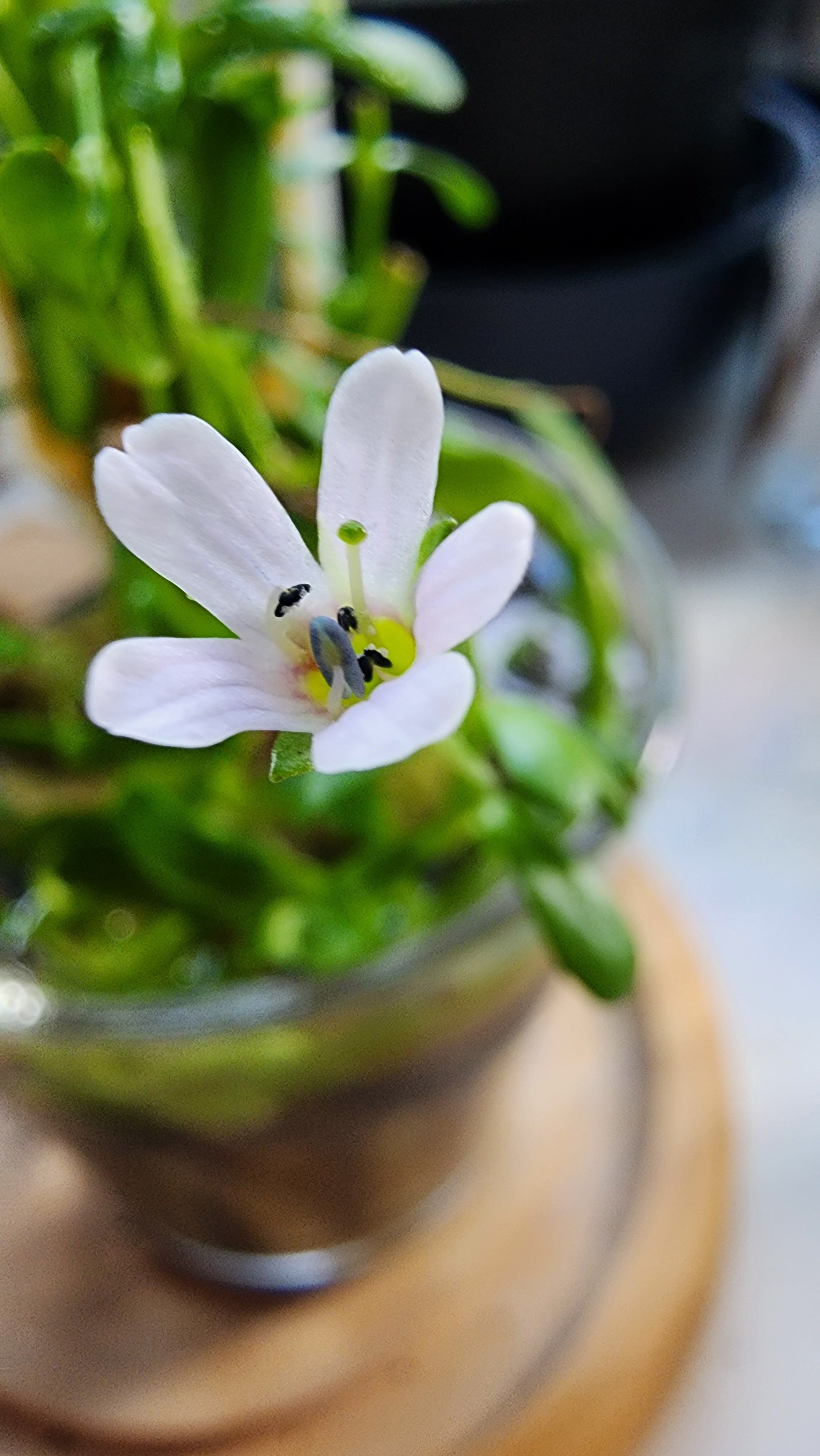 Bacopa Salzmannii Purple (Bacopa salzmannii) — via Wikimedia Commons