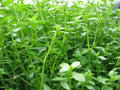 Bacopa Narrow Leaf (Bacopa monnieri) — via Wikimedia Commons