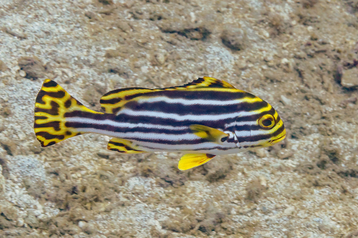 Oriental Sweetlips (Plectorhinchus vittatus)