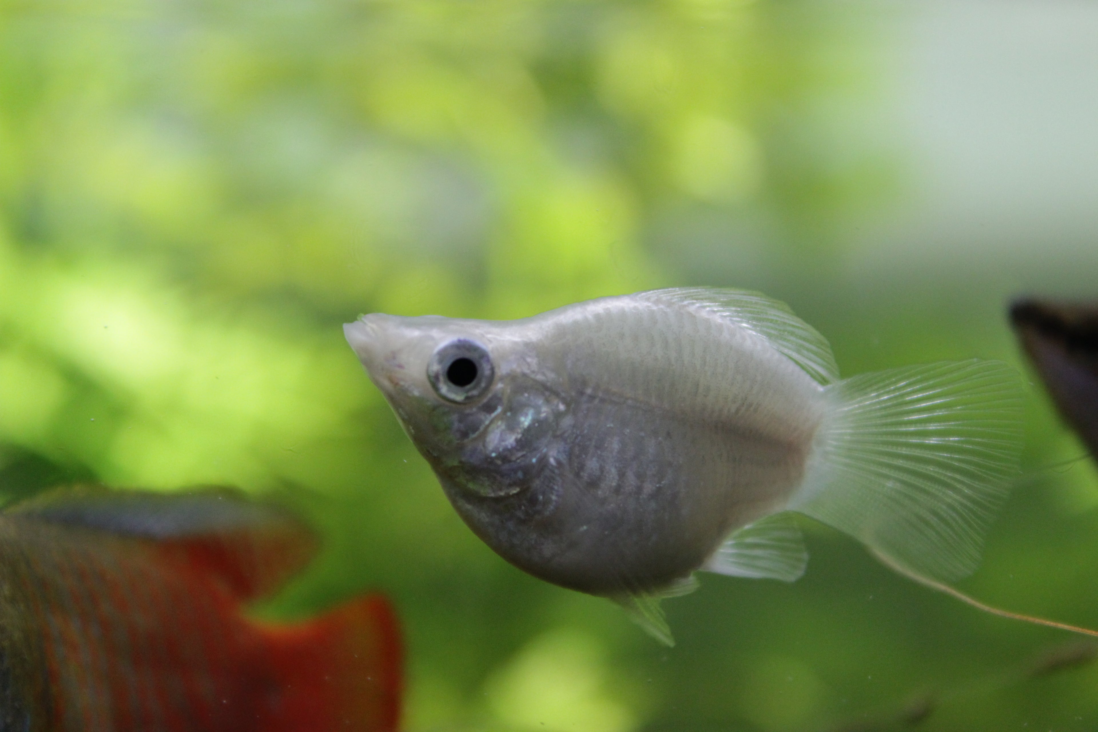 Balloon molly (Poecilia sphenops) — Photo: Bernat Arlandis, CC BY-SA 2.0, via Wikimedia Commons