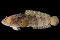 Freshwater Stone Fish (Batrachomoeus trispinosus)
