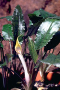 Cryptocoryne Becketii — Photo: Jan D. Bastmeijer, CC BY-SA 3.0, via Wikimedia Commons