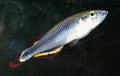 Madagascar Rainbowfish (Bedotia geayi) — Photo: Stan Shebs, CC BY-SA 3.0, via Wikimedia Commons
