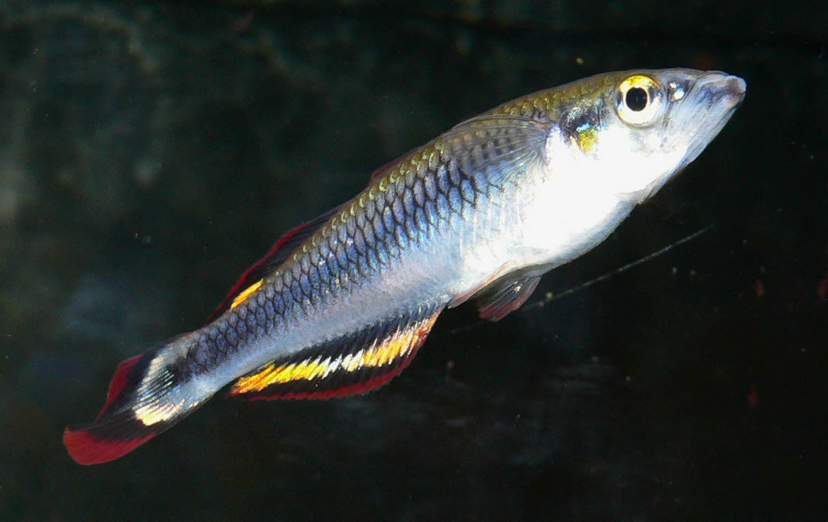 Madagascar Rainbowfish (Bedotia geayi)