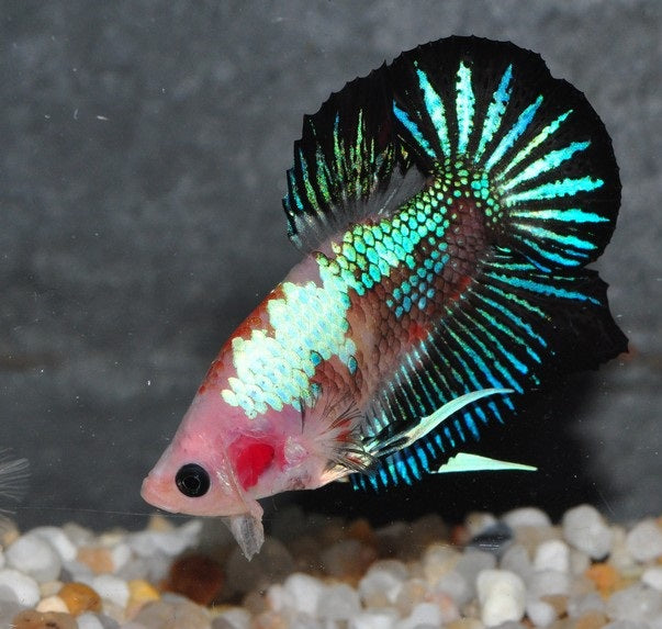 Koi Roundtail Grade A Betta (Betta splendens)