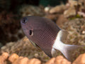 Bicolor Chromis Damsel (Chromis margaritifer) — Photo: Rickard Zerpe, CC BY 2.0, via Wikimedia Commons