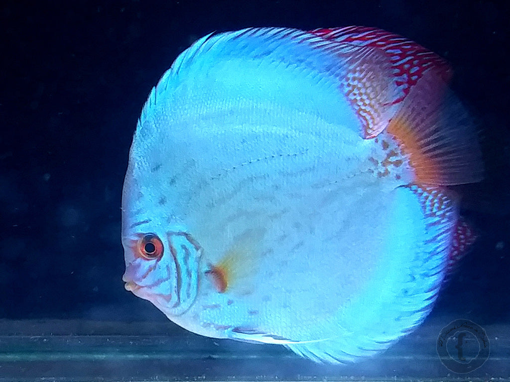 Blue Turquoise Discus (Symphysodon sp., "Turquoise" morph) — Photo: Biotopica, CC BY-SA 4.0, via Wikimedia Commons