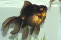Domestic Black Moor Goldfish (Carassius auratus) — Photo: KDBlackmore, Public domain, via Wikimedia Commons
