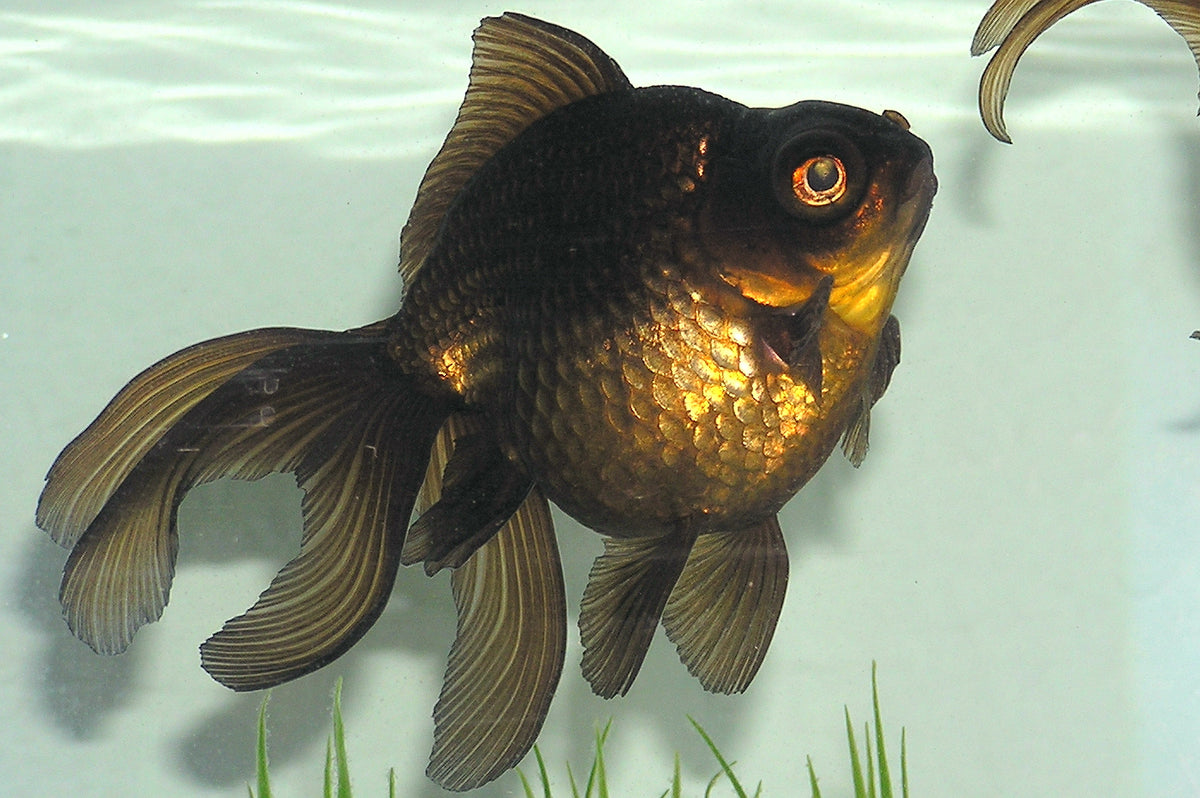 Domestic Black Moor Goldfish (Carassius auratus)
