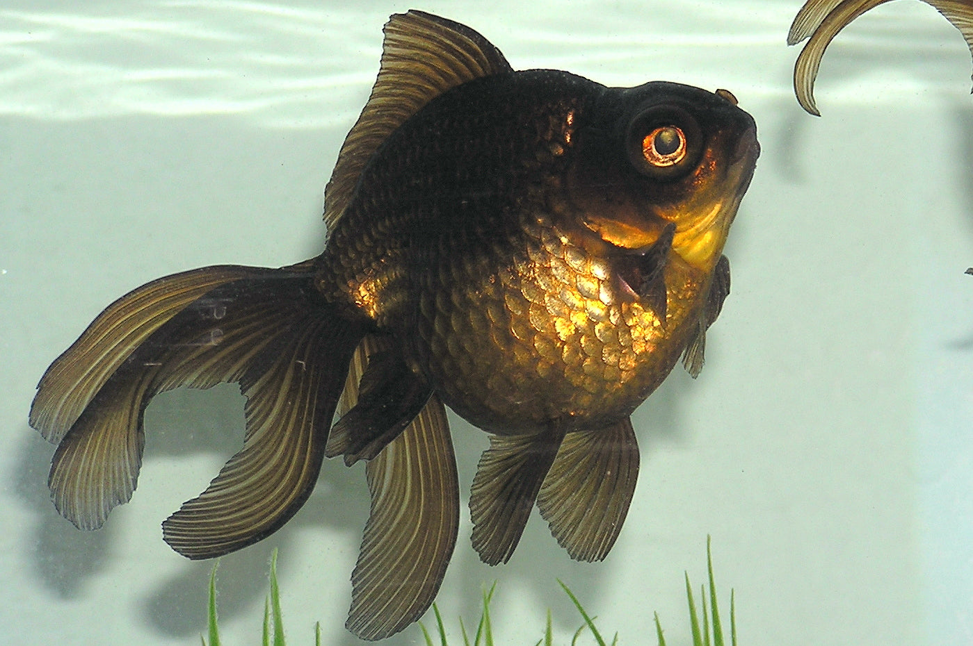 Domestic Black Moor Goldfish (Carassius auratus) — Photo: KDBlackmore, Public domain, via Wikimedia Commons