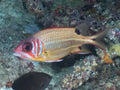 Paeony Bullseye Squirrelfish (Sargocentron melanospilos) — Photo: Rickard Zerpe, CC BY 2.0, via Wikimedia Commons