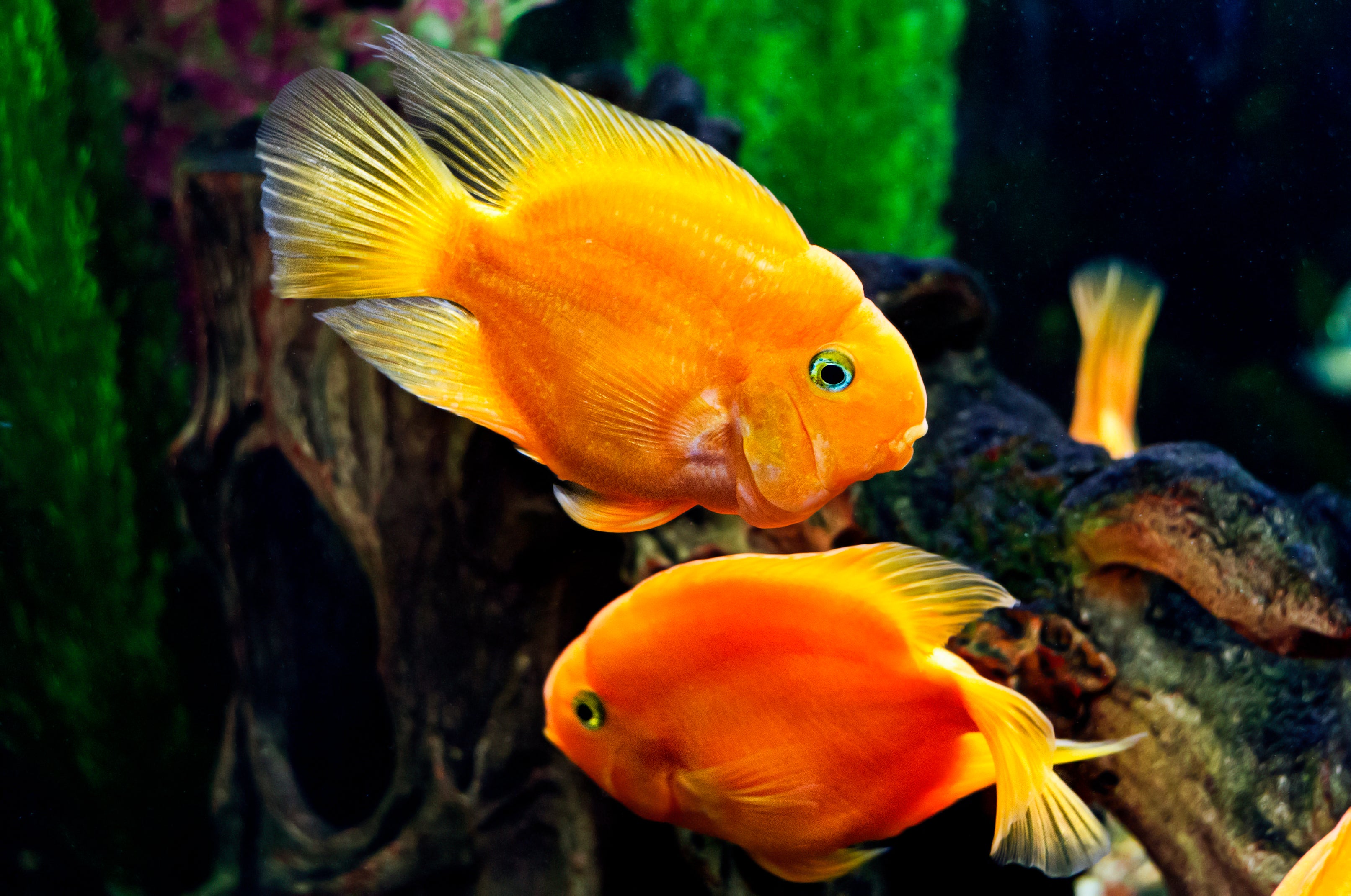 Blood Parrot Cichlid (hybrid, Amphilophus citrinellus x Vieja synspila or similar) — Photo: Retro Lenses, CC BY 4.0, via Wikimedia Commons