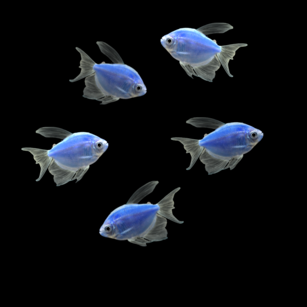 Long-Fin Cosmic Blue GLO Tetra (Gymnocorymbus ternetzi)