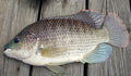 Blue Tilapia (Oreochromis aureus) — Photo: Michael Rupert Hayes, CC BY-SA 2.0, via Wikimedia Commons